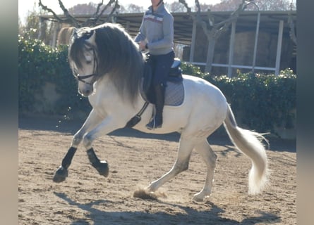 PRE Mix, Hengst, 11 Jahre, 170 cm, Schimmel