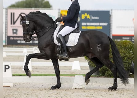 PRE Mix, Hengst, 11 Jahre, 172 cm, Rappe