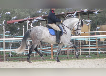 PRE Mix, Hengst, 12 Jaar, 162 cm, Schimmel