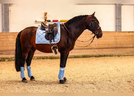 PRE, Hengst, 12 Jaar, 164 cm, Donkerbruin