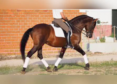 PRE, Hengst, 12 Jaar, 168 cm, Roodbruin