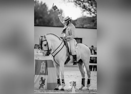 PRE, Hengst, 12 Jaar, 168 cm, Schimmel