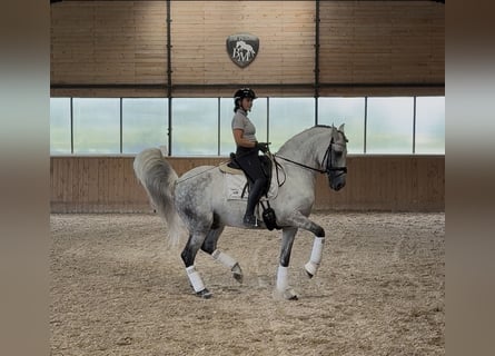 PRE, Hengst, 12 Jahre, 164 cm, Schimmel