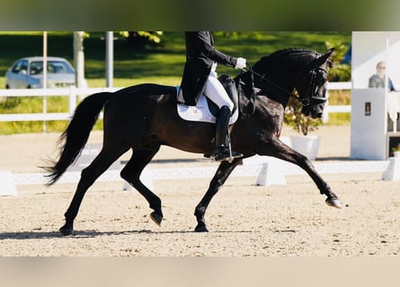 PRE Mix, Hengst, 12 Jahre, 165 cm, Rappe