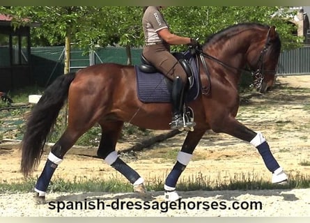 PRE Mix, Hengst, 12 Jahre, 173 cm, Brauner