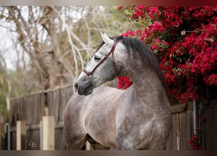 PRE Mix, Hengst, 12 Jahre, 173 cm, Schimmel