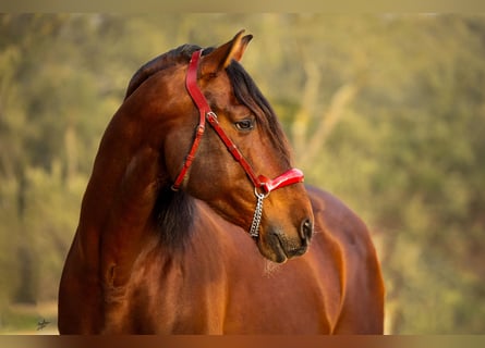 PRE Mix, Hengst, 12 Jahre, 174 cm, Dunkelbrauner