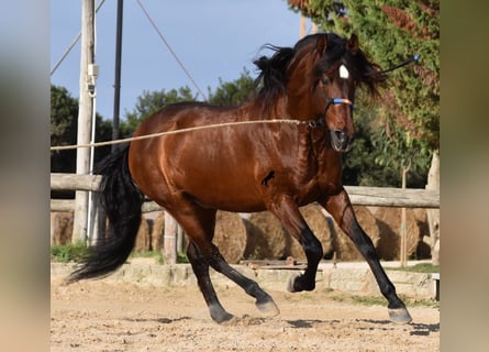 PRE, Hengst, 13 Jaar, 157 cm, Bruin