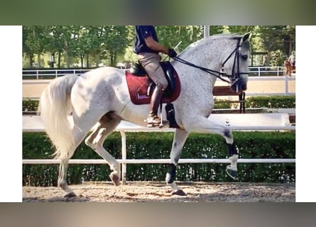 PRE Mix, Hengst, 13 Jaar, 166 cm, Schimmel
