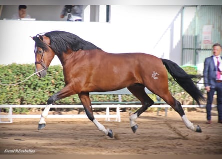 PRE, Hengst, 13 Jaar, 172 cm, Roodbruin
