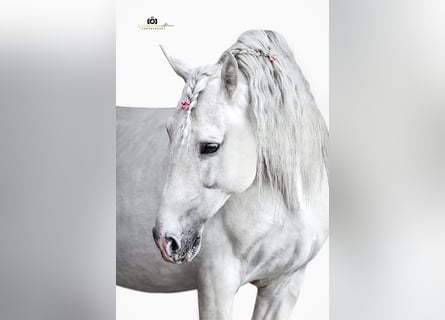 PRE, Hengst, 13 Jahre, 164 cm, Schimmel