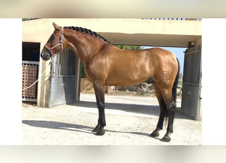 PRE Mix, Hengst, 13 Jahre, 170 cm, Rotbrauner