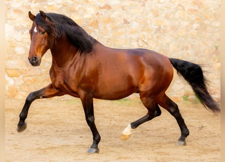 PRE Mix, Hengst, 13 Jahre, 173 cm, Brauner