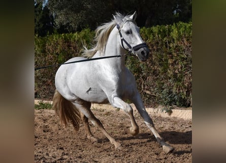 PRE, Hengst, 14 Jaar, 160 cm, Schimmel