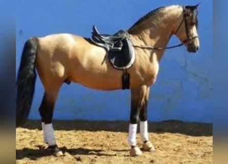 PRE Mix, Hengst, 14 Jahre, 164 cm, Overo-alle-Farben