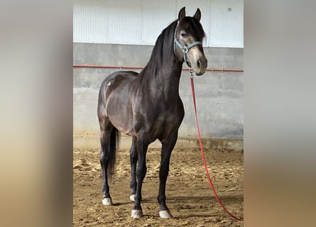 PRE, Hengst, 14 Jahre, 159 cm, Falbe