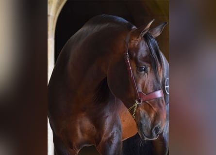 PRE Mix, Hengst, 15 Jaar, 170 cm, Donkerbruin