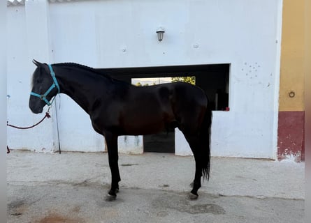 PRE Mix, Hengst, 15 Jahre, 160 cm, Rappe