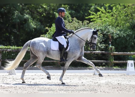 PRE Mix, Hengst, 15 Jahre, 161 cm, White