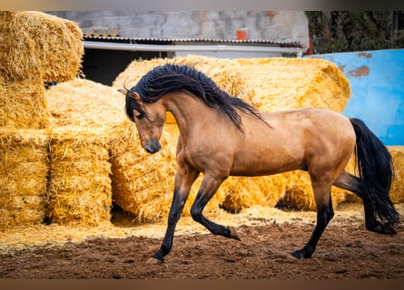 PRE, Hengst, 15 Jahre, 163 cm, Falbe