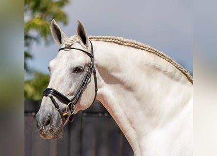 PRE Mix, Hengst, 15 Jahre, 168 cm, Schimmel