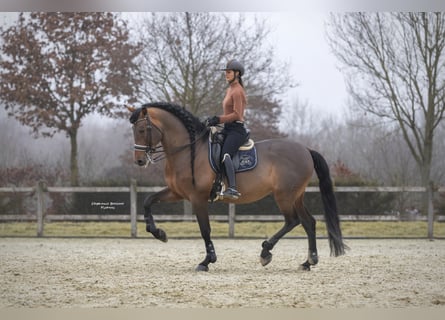 PRE Mix, Hengst, 15 Jahre, 172 cm, Brauner