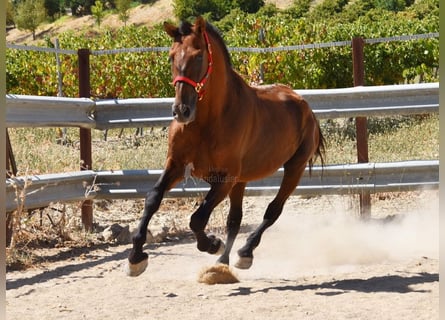 PRE, Hengst, 17 Jaar, 165 cm, Bruin