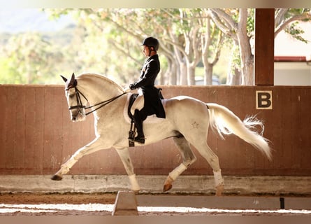 PRE Mix, Hengst, 17 Jaar, 170 cm, Schimmel