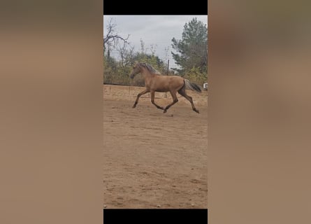 PRE Mix, Hengst, 1 Jaar, 139 cm, Falbe