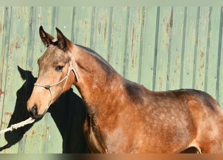 PRE Mix, Hengst, 1 Jaar, 144 cm, Falbe
