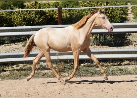 PRE, Hengst, 1 Jaar, 145 cm, Pearl