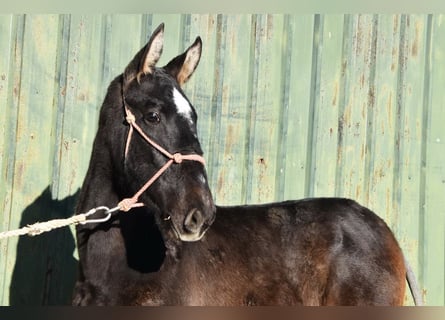 PRE Mix, Hengst, 1 Jaar, 146 cm, Schimmel