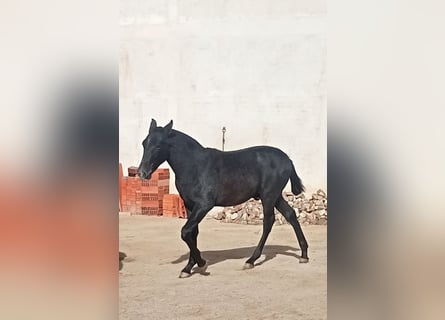 PRE, Hengst, 1 Jaar, 150 cm, Zwartschimmel