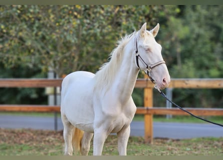 PRE Mix, Hengst, 1 Jaar, 152 cm, Perlino