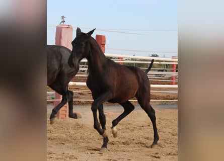 PRE Mix, Hengst, 1 Jaar, 154 cm