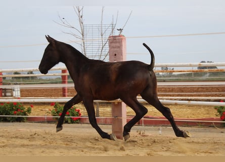 PRE, Hengst, 1 Jaar, 155 cm, Zwart