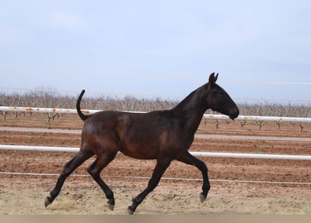 PRE, Hengst, 1 Jaar, 155 cm, Zwart