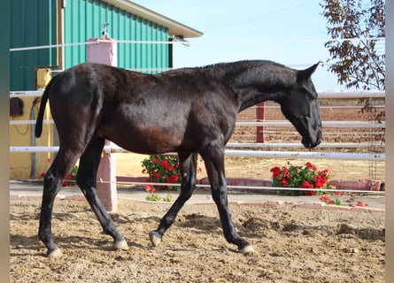 PRE, Hengst, 1 Jaar, 157 cm