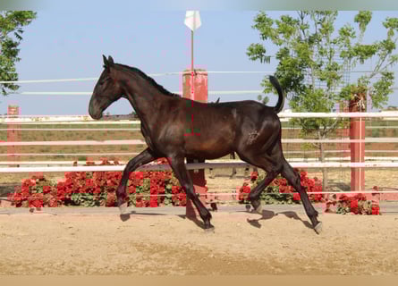 PRE, Hengst, 1 Jaar, 157 cm
