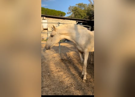 PRE Mix, Hengst, 1 Jaar, 157 cm, Palomino