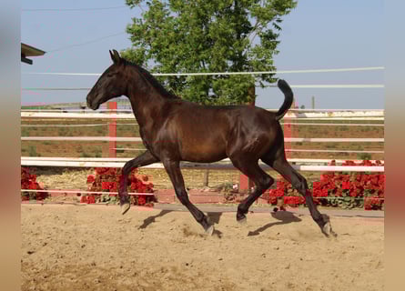 PRE, Hengst, 1 Jaar, 157 cm, Zwart