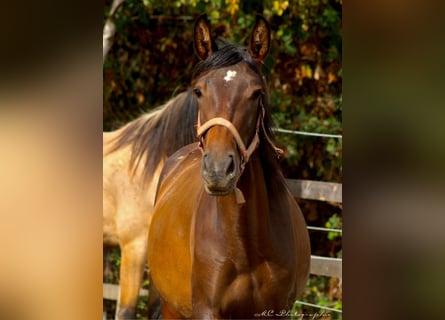 PRE Mix, Hengst, 1 Jaar, 162 cm, Bruin