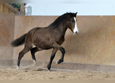 PRE, Hengst, 1 Jaar, 162 cm, Bruin