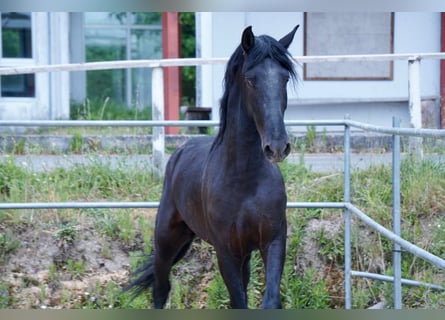 PRE Mix, Hengst, 1 Jaar, 162 cm, Zwart