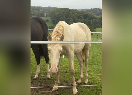PRE Mix, Hengst, 1 Jaar, 163 cm, Perlino