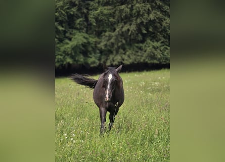PRE Mix, Hengst, 1 Jaar, 163 cm, Schimmel