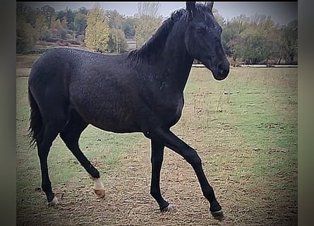 PRE Mix, Hengst, 1 Jaar, 163 cm, Zwart