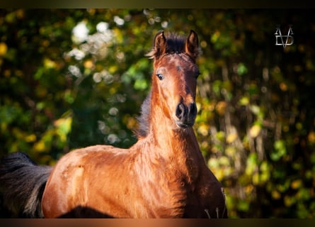 PRE Mix, Hengst, 1 Jaar, 164 cm, Bruin