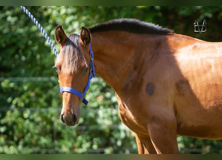 PRE Mix, Hengst, 1 Jaar, 164 cm, Bruin
