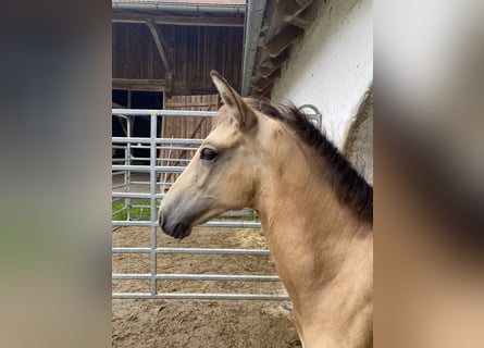 PRE, Hengst, 1 Jaar, 164 cm, Falbe
